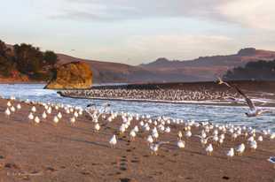 Russian River beach-7950